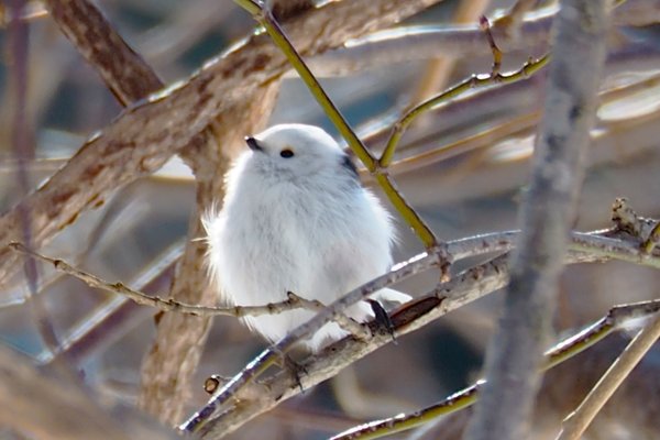 今の時期は動物たちも恋の季節です の新着タグ記事一覧 Note つくる つながる とどける 今の時期は動物たちも恋の季節です の新着タグ記事一覧 Note つくる つながる とどける