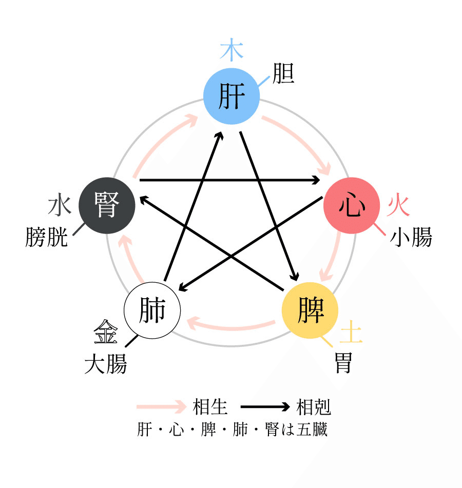 基礎から学ぶ漢方③】五臓六腑にしみわたる〜！の五臓六腑ってな