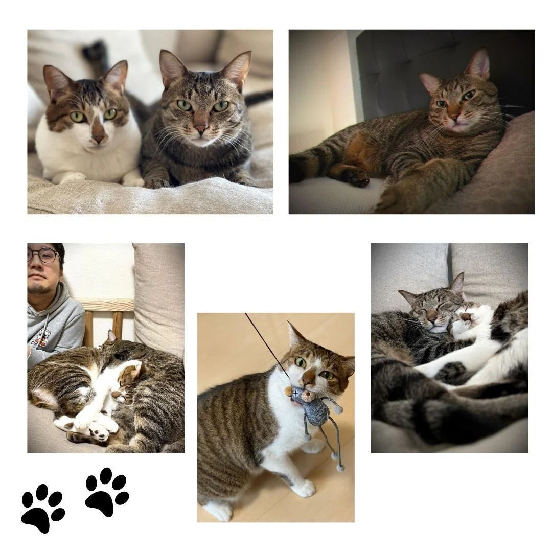 キジ白 キジトラ(*´ω｀*)猫 欲しけれ 作家