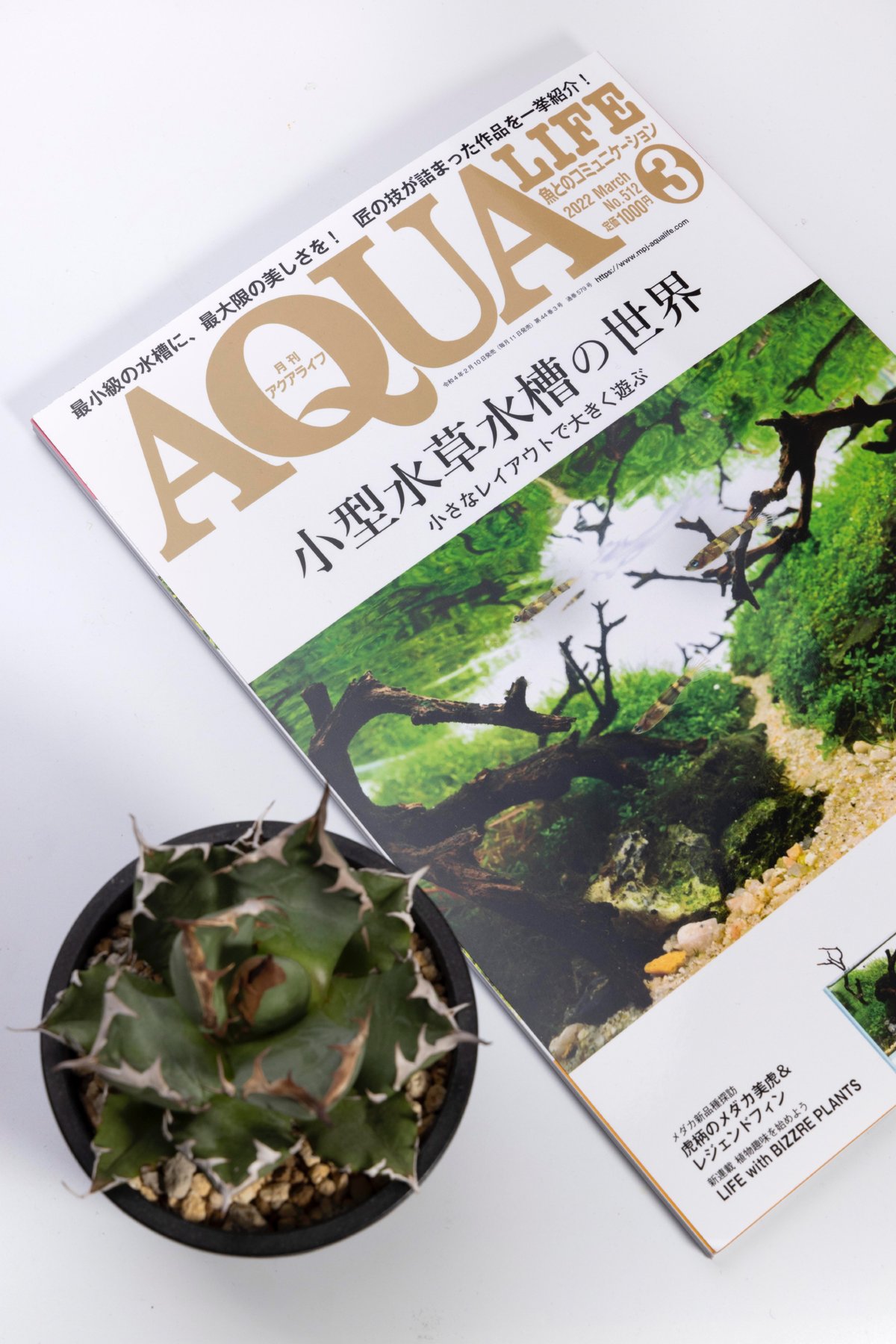 アクア雑誌でアガベ！？「月刊アクアライフ 3月号」新連載『LIFE with  