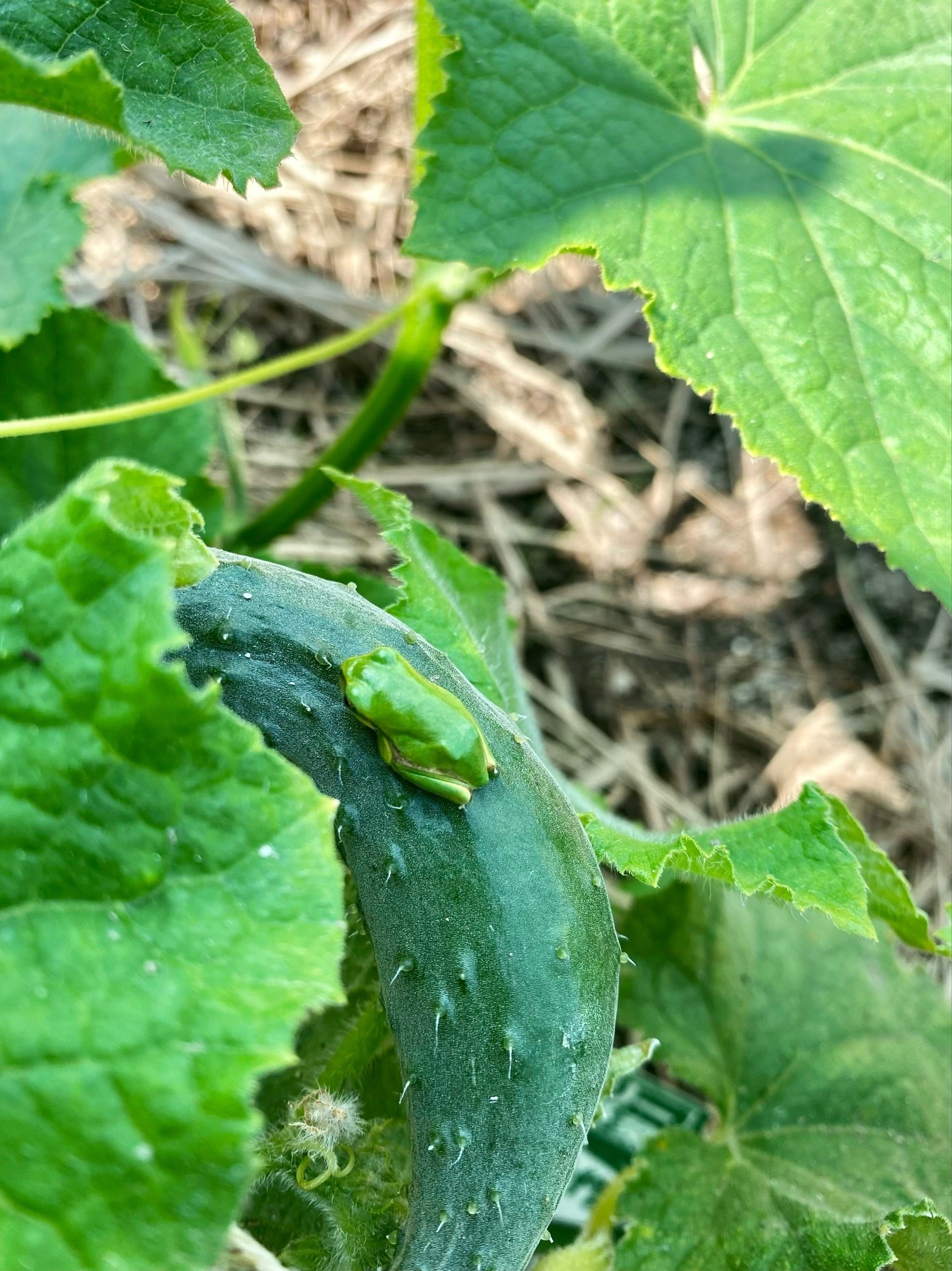 うさぎのフン堆肥を庭に Aika ドローングラファ Note