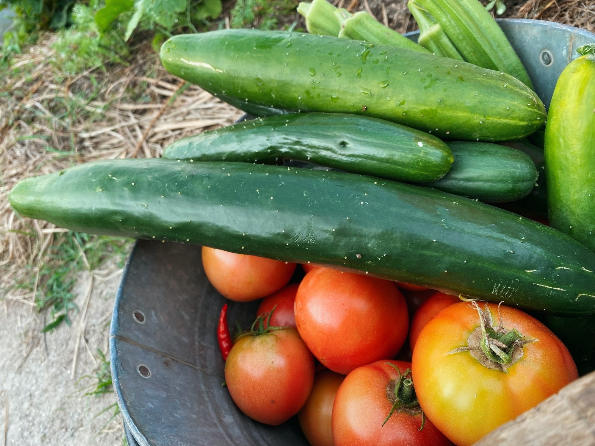 うさぎのフン堆肥を庭に Aika ドローングラファ Note うさぎのフン堆肥を庭に Aika ドローングラファ Note