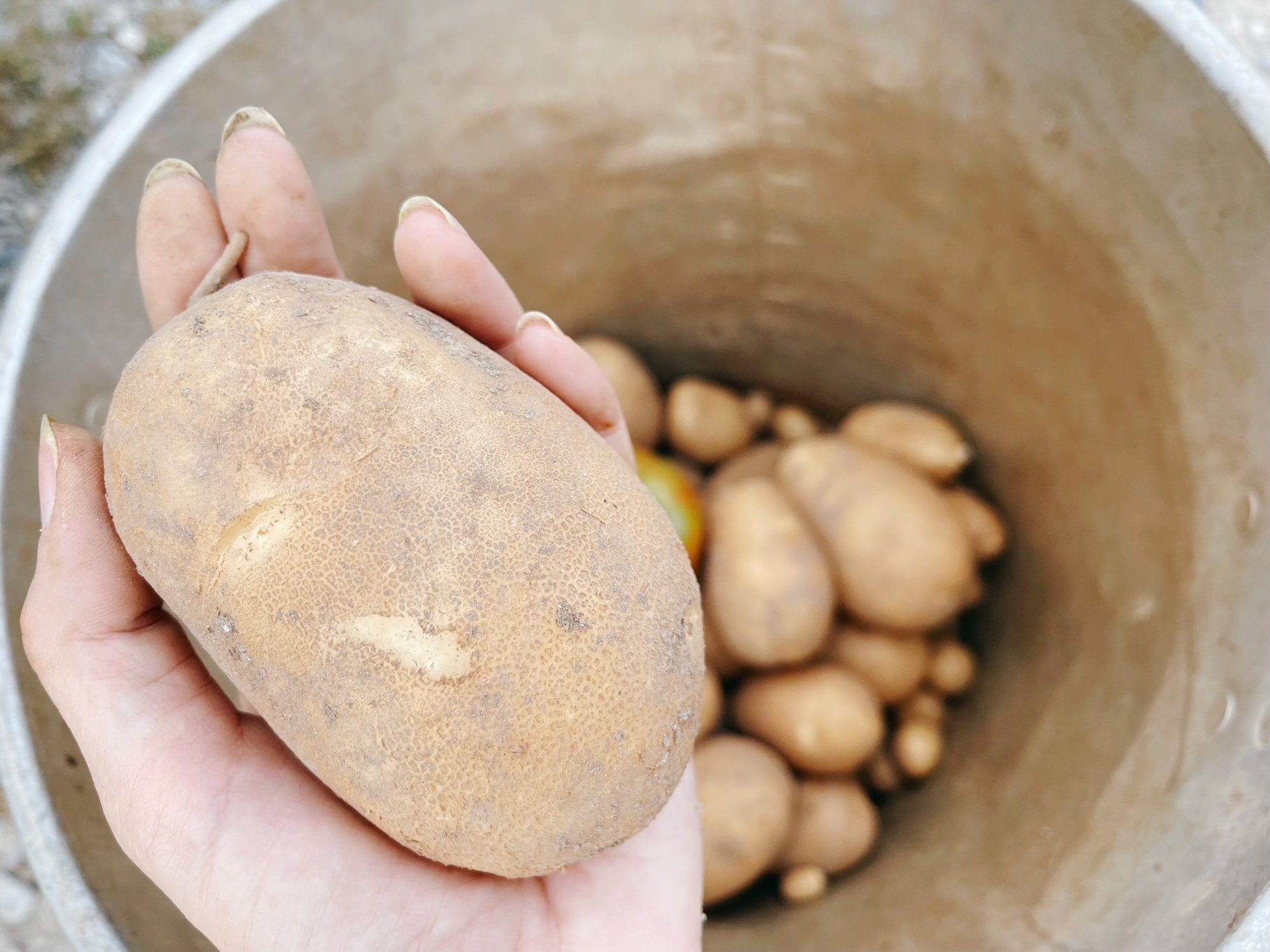 うさぎのフン堆肥を庭に Aika ドローングラファ Note うさぎのフン堆肥を庭に Aika ドローングラファ Note