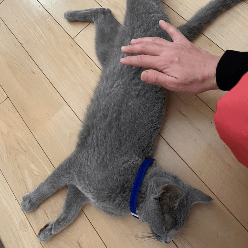 画像を拡大表示