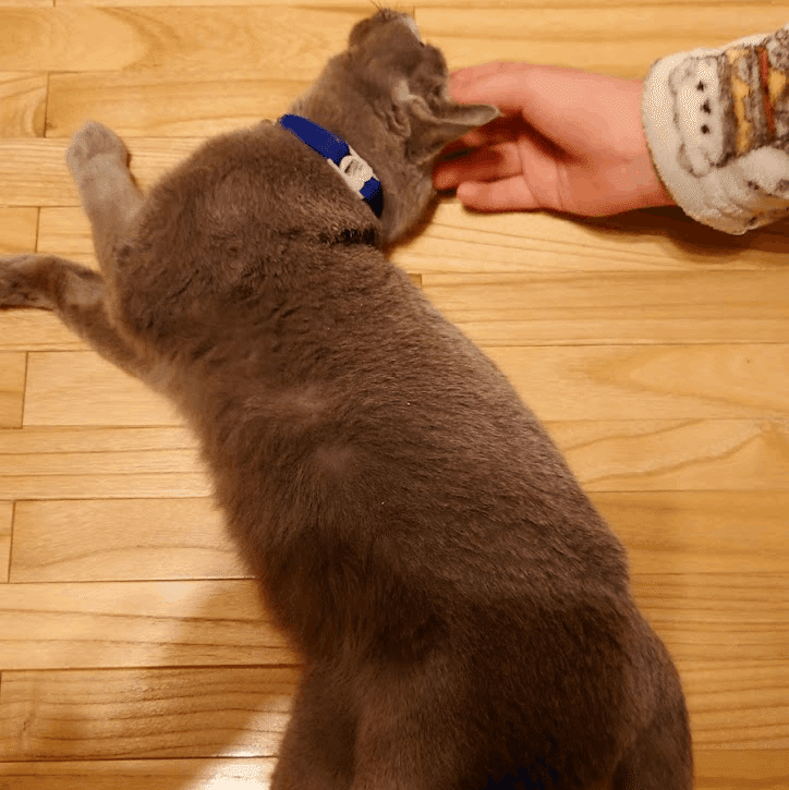 画像を拡大表示