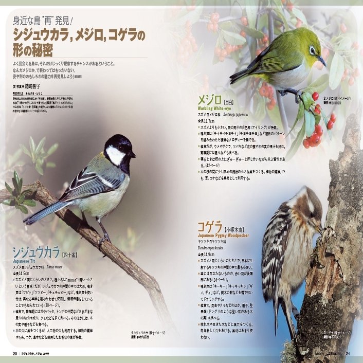 Birder3月号の見どころ ブンイチ 文一総合出版 Note