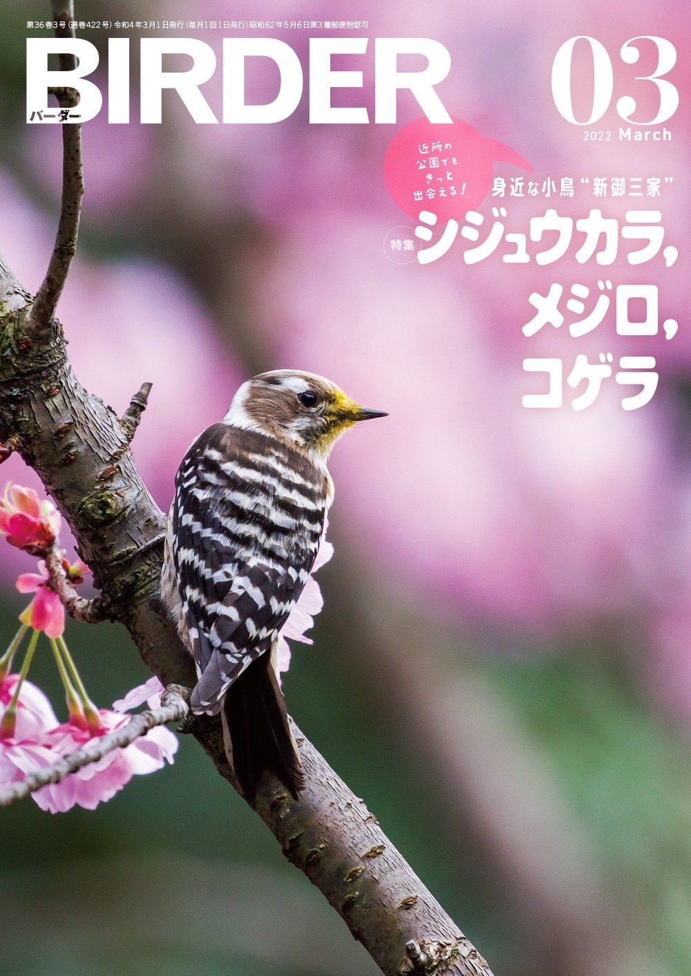 BIRDER3月号の見どころ｜ブンイチ（文一総合出版）