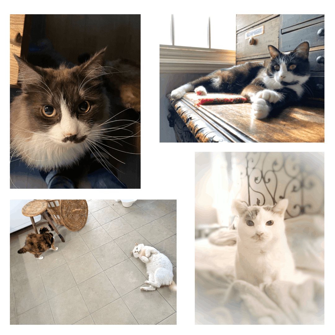 100年に一度のグランド猫の日記念 ホーム社猫祭 第1部 Hb ホーム社文芸図書webサイト 100年に一度のグランド猫の日記念 ホーム社猫祭 第1部 Hb ホーム社文芸図書webサイト