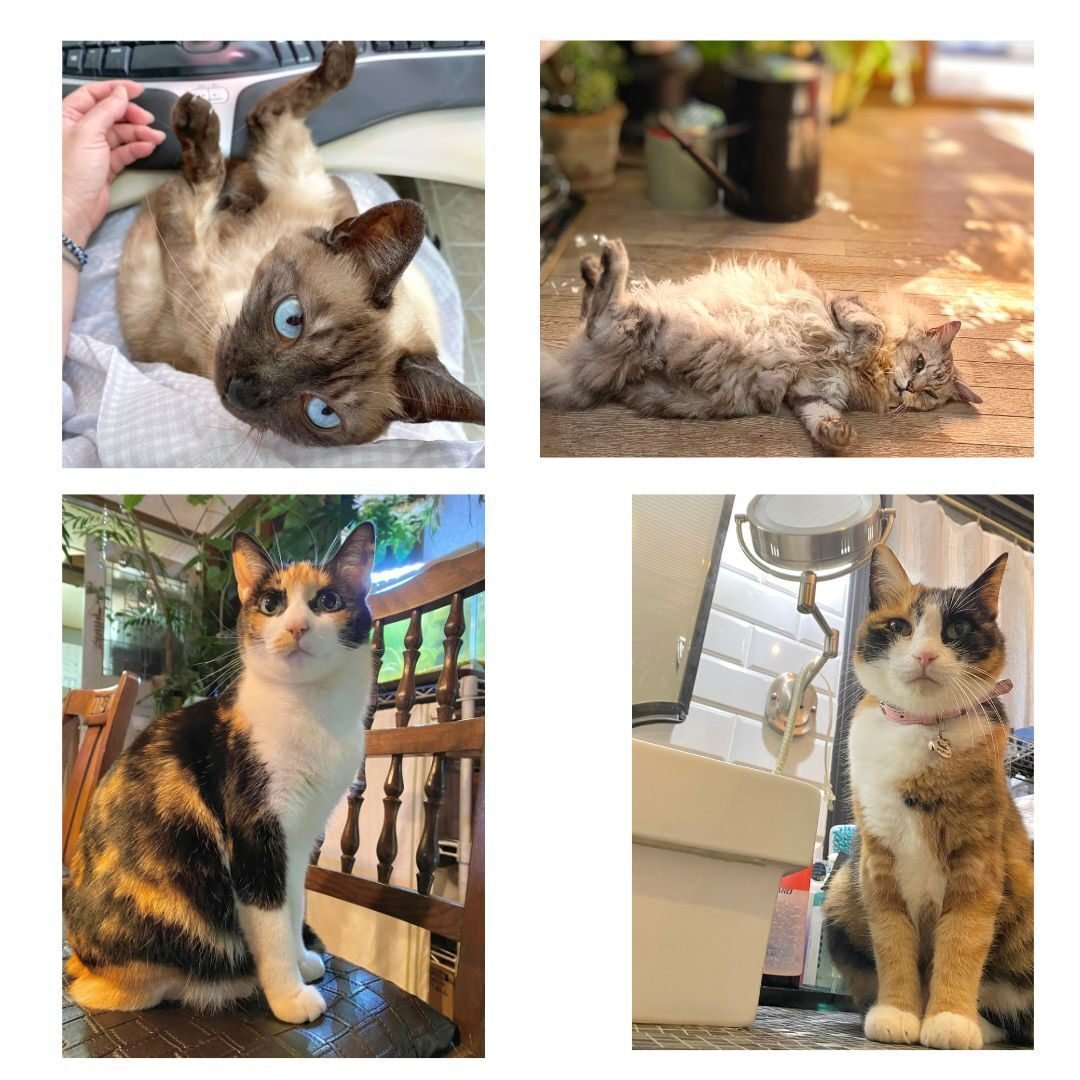 100年に一度のグランド猫の日記念 ホーム社猫祭 第1部 Hb ホーム社文芸図書webサイト