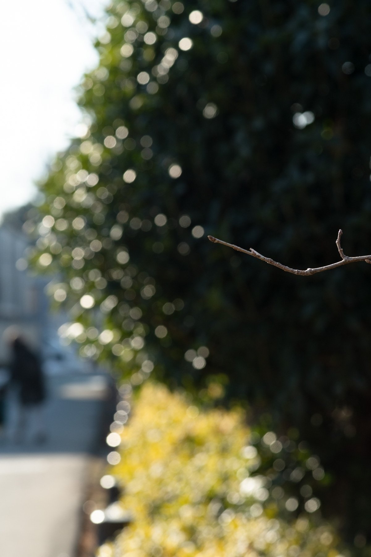 MINOLTA AF MACRO 100mm F2.8 New|よしだ MINOLTA AF MACRO 100mm F2.8 New|よしだ