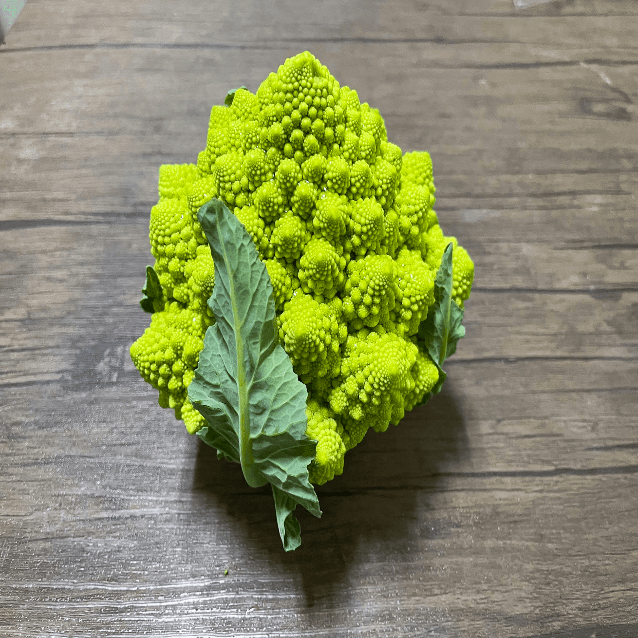 森の国俳句ウォーク 第73回春は名ばかりというけれども春先の気配を感じる虹の森公園かごもり市場からお届け 川嶋ぱんだ Re Dot Note