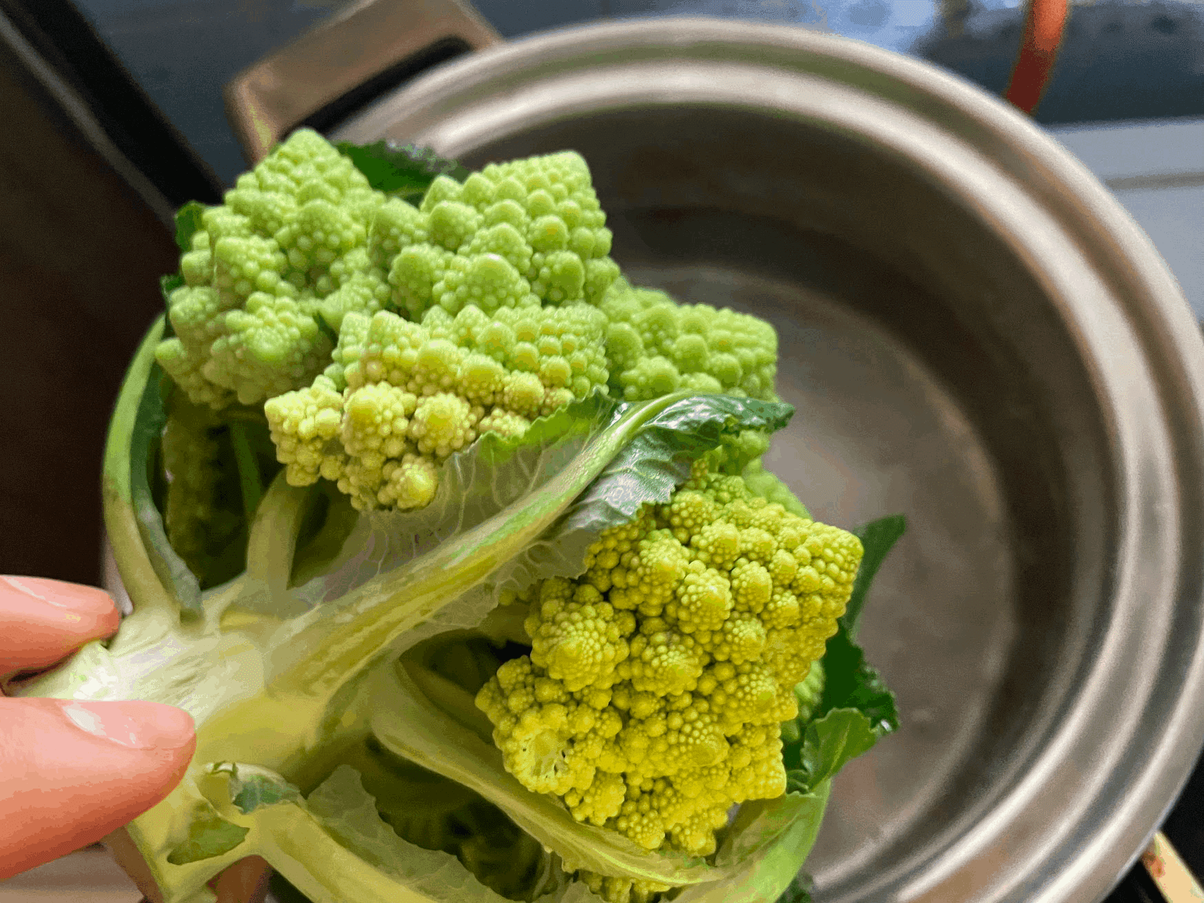 森の国俳句ウォーク 第73回春は名ばかりというけれども春先の気配を感じる虹の森公園かごもり市場からお届け 川嶋ぱんだ Re Dot Note 森の国俳句ウォーク 第73回春は名ばかりというけれども春先の気配を感じる虹の森公園かごもり市場からお届け 川嶋ぱんだ Re Dot Note