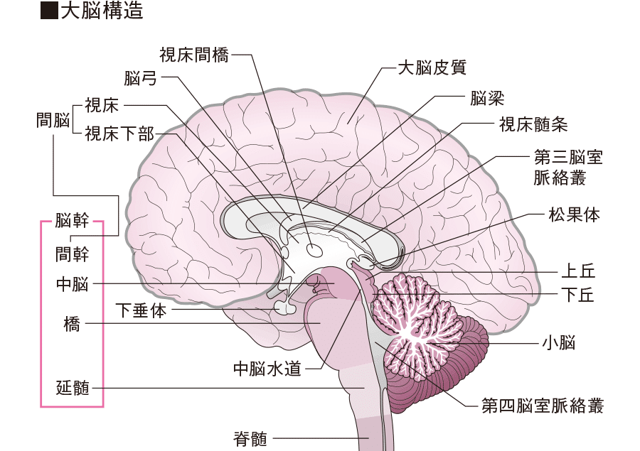 ネッター医学図譜 脳・神経系〈1〉構造と機能 学生版 p706p5g 81kpeYxB4rL.jpg
