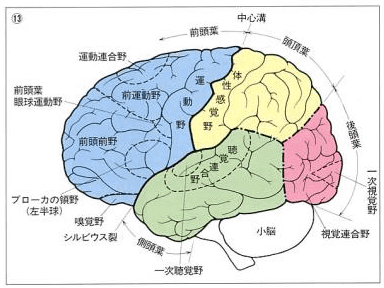 イラストレクチャー認知神経科学 : 心理学と脳科学が解くこころの仕組み 心理学検定キーワード第6章【神経・生理】6.1-1（脳の構造と機能