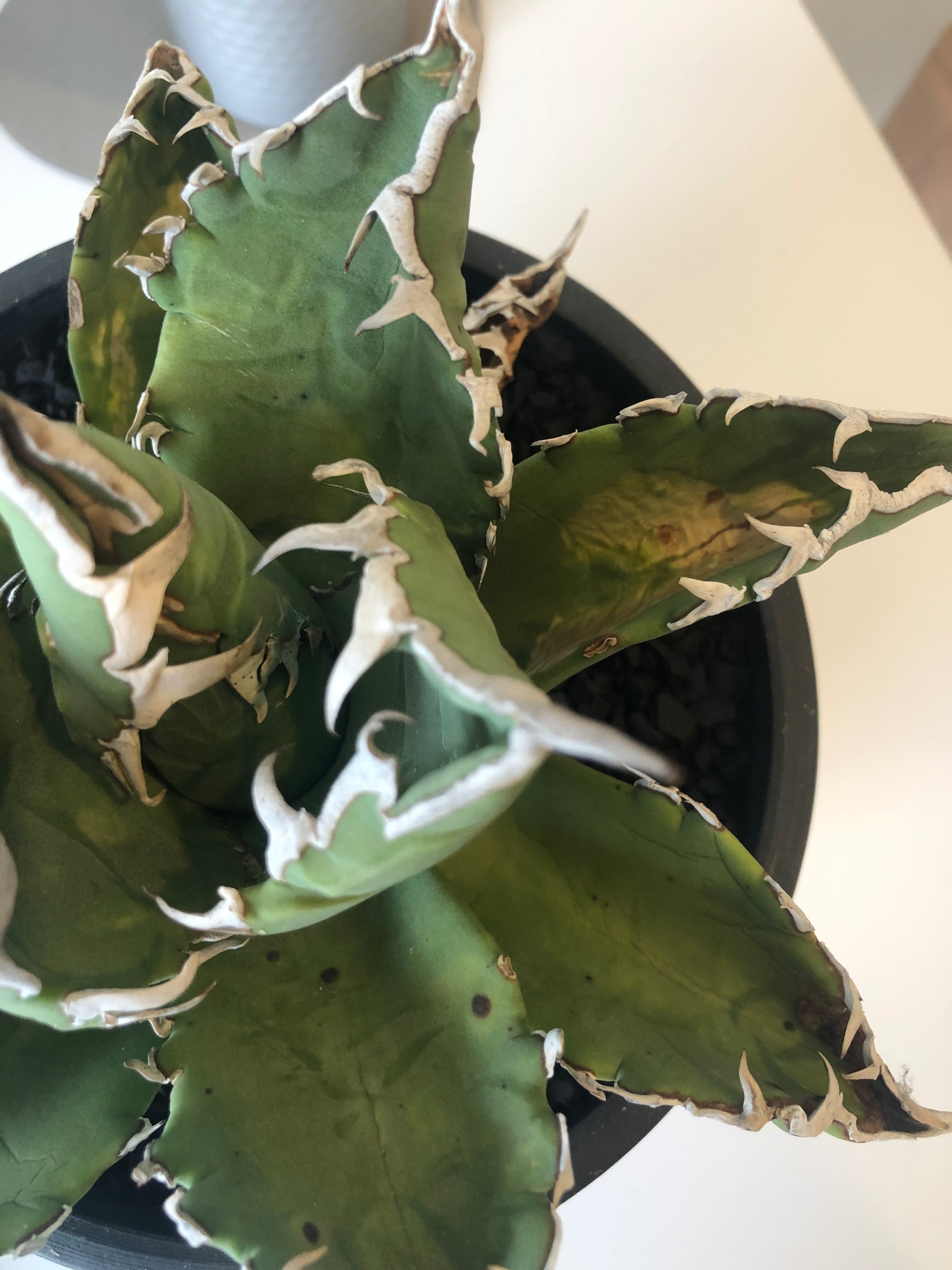 アガベ チタノタ 白鯨 葉焼け有り