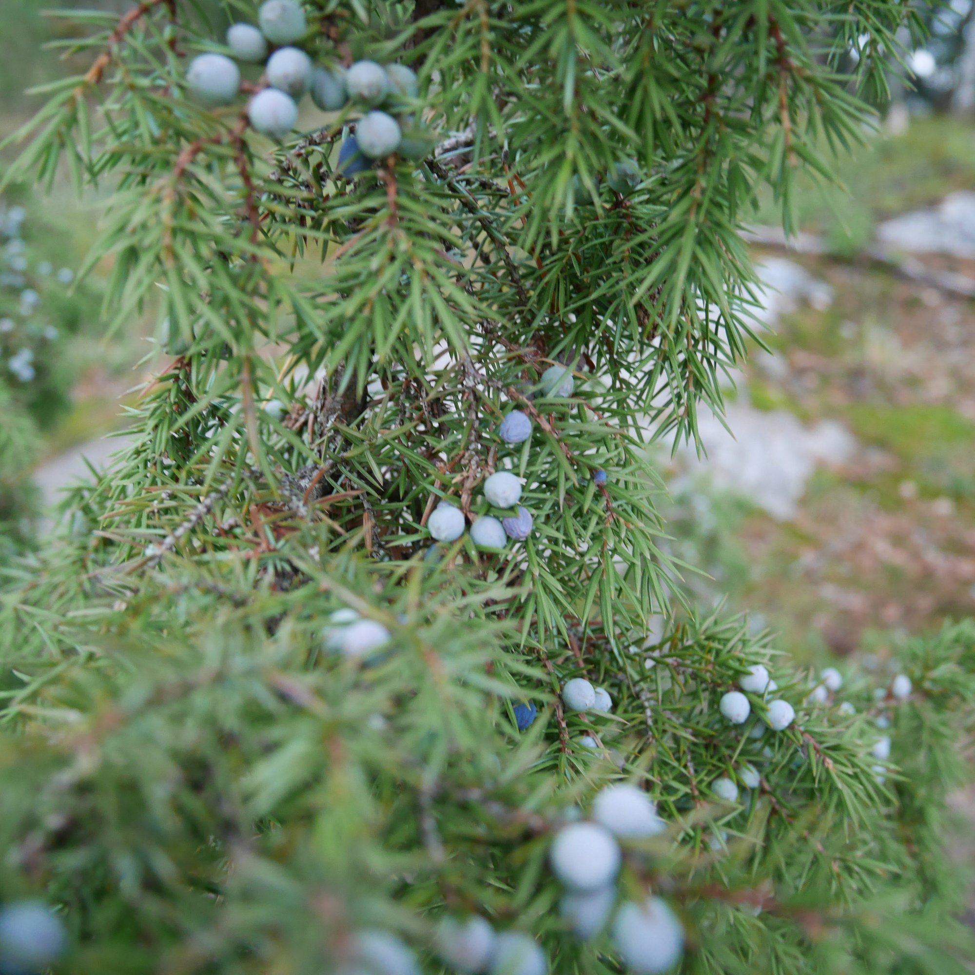 Lifestyle 17歳 フィンランドからの手紙 04 自然と生きる Lapuan Kankurit Note