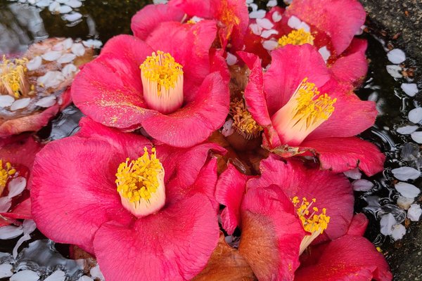 辞世の句 の新着タグ記事一覧 Note つくる つながる とどける 辞世の句 の新着タグ記事一覧 Note つくる つながる とどける