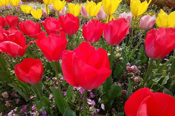 2月日誕生花 の新着タグ記事一覧 Note つくる つながる とどける 2月日誕生花 の新着タグ記事一覧 Note つくる つながる とどける