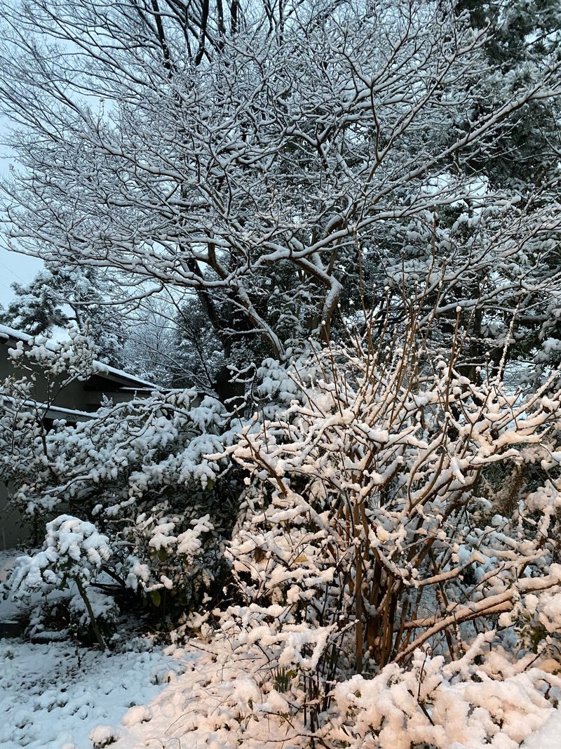 前に撮った雪景色。家の近くで見れると思わなかっただけに驚きの光景。