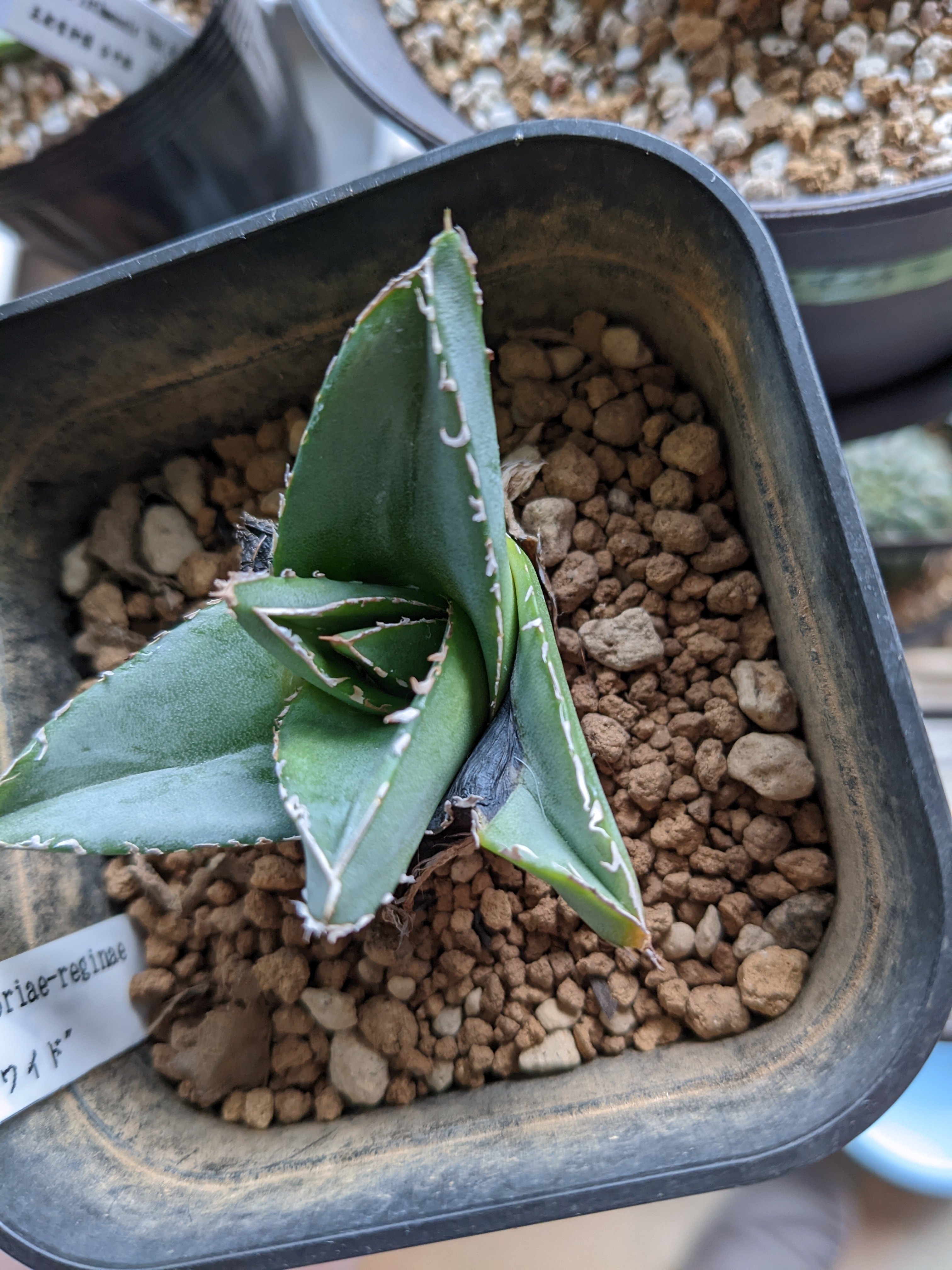 悲報］育成が難しいと言われるアガベ・スーパーワイドの洗礼を浴