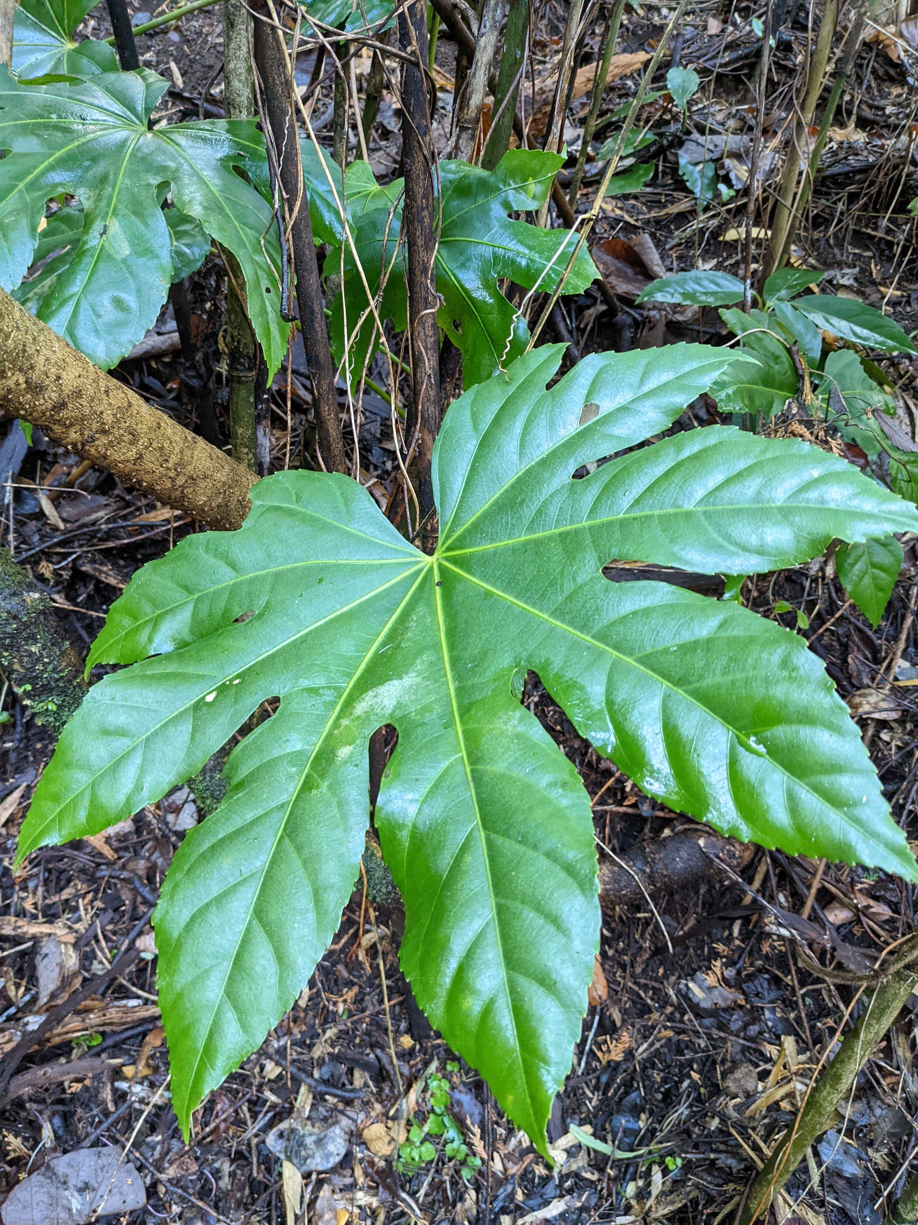 互生,対生】【鋸歯,全縁】【単葉,複葉】の違い（葉っぱを見分ける編