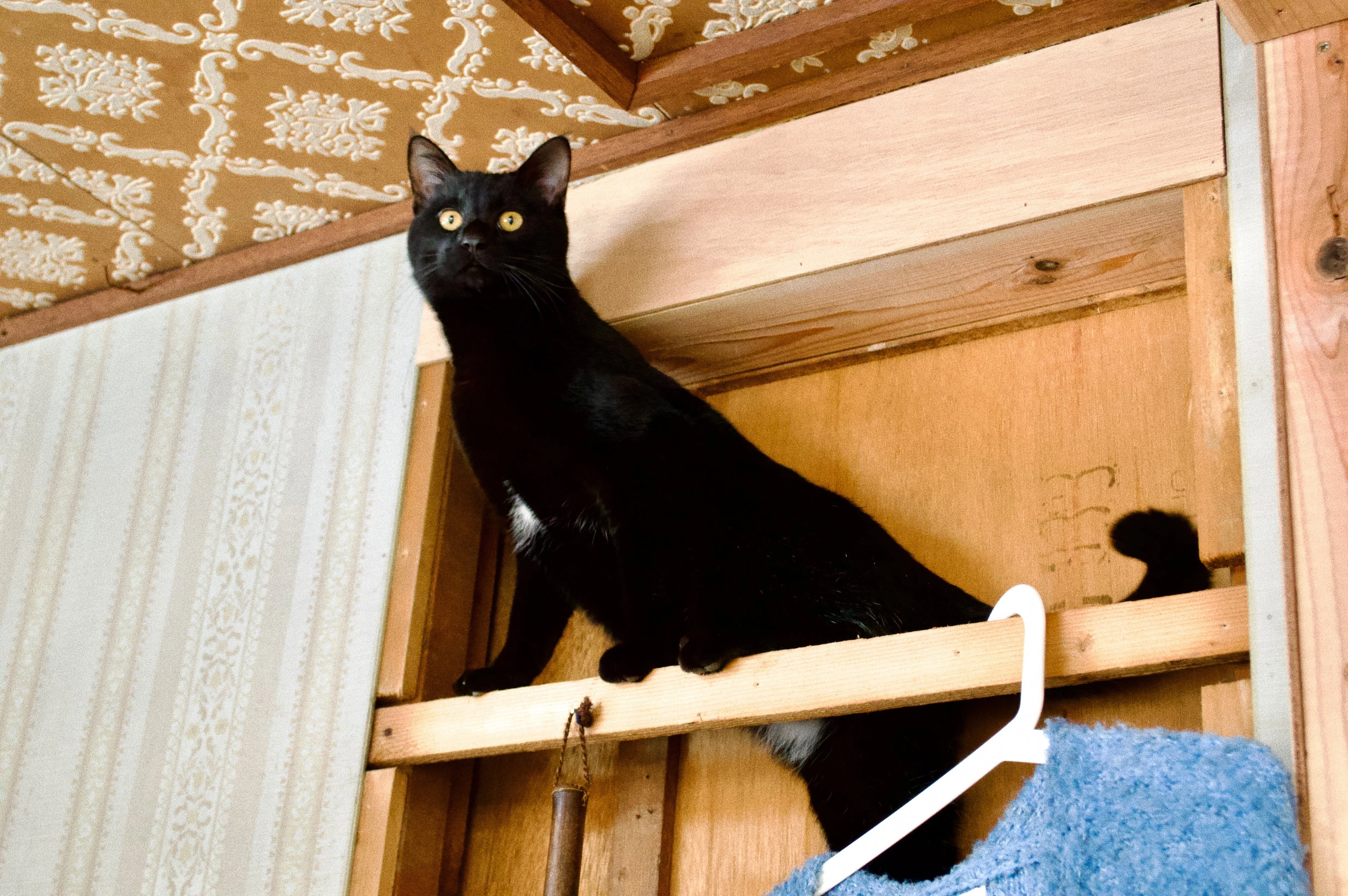 移住先で猫を飼い始めた話 ー敦賀と猫ー｜にしやま あやか
