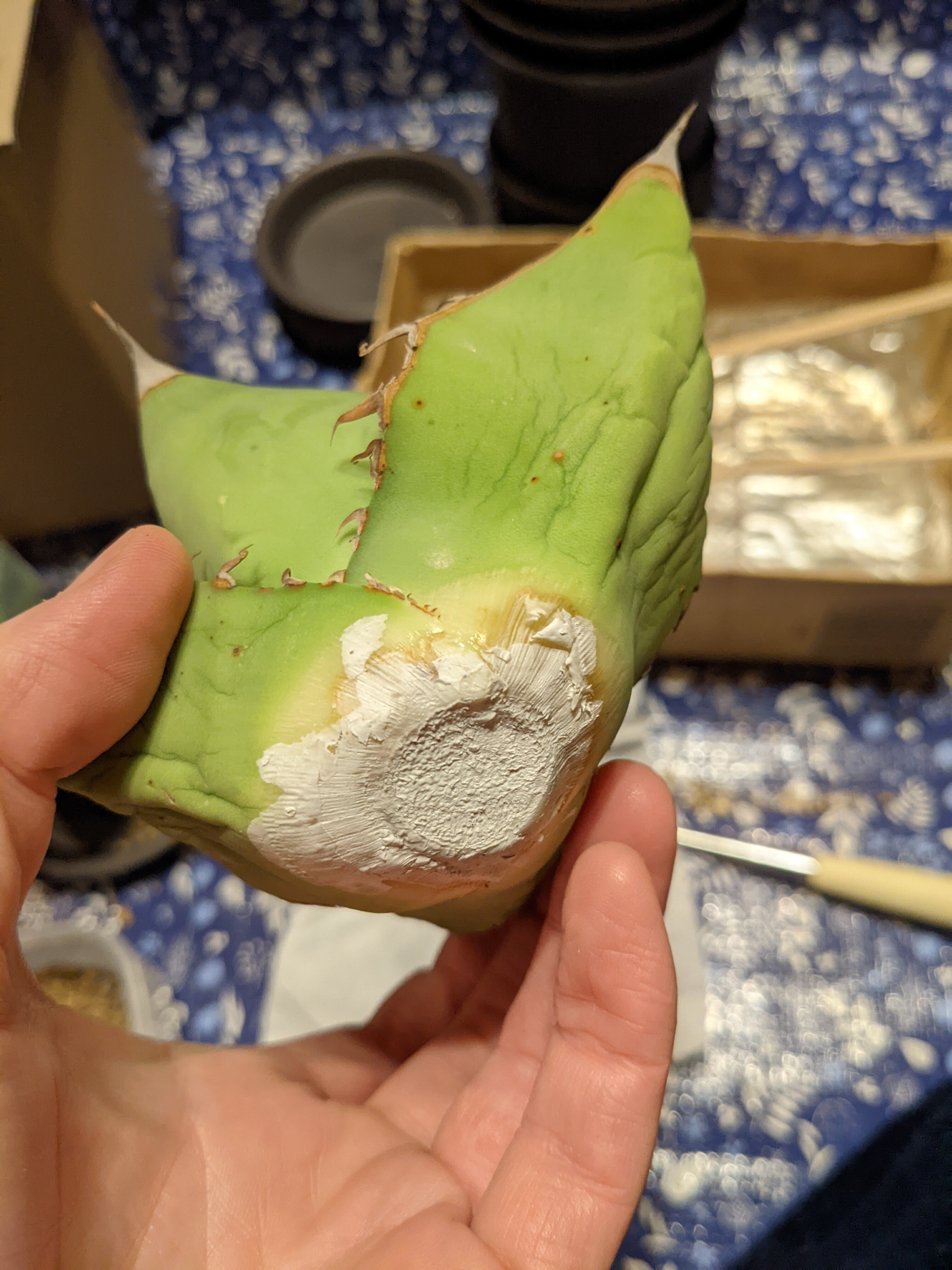 アガベ・チタノタ・山亀の中株を手に入れました！かっこいい｜うめすけ