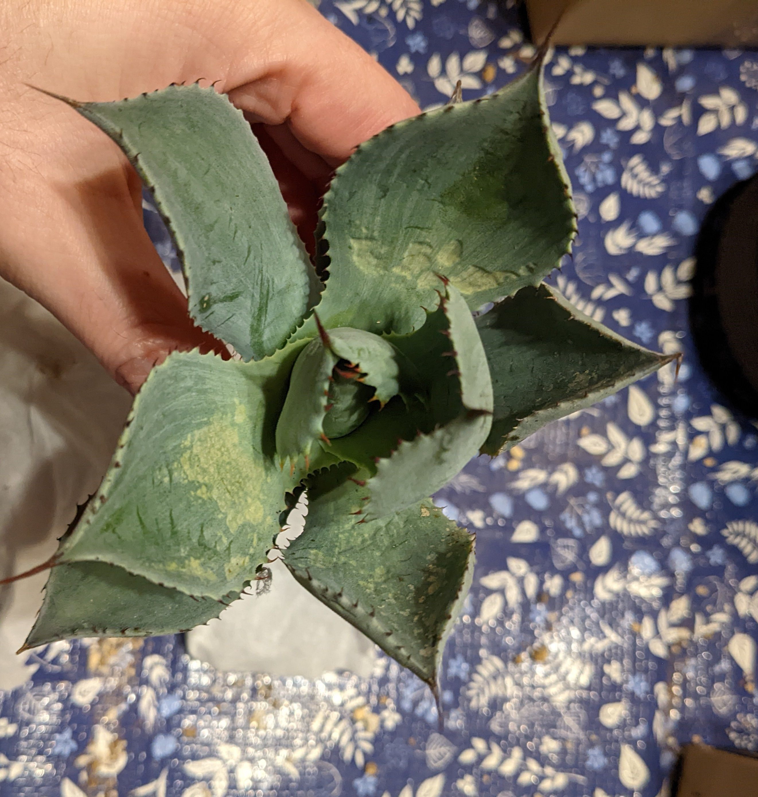 アガベ・チタノタ・山亀の中株を手に入れました！かっこいい｜うめすけ