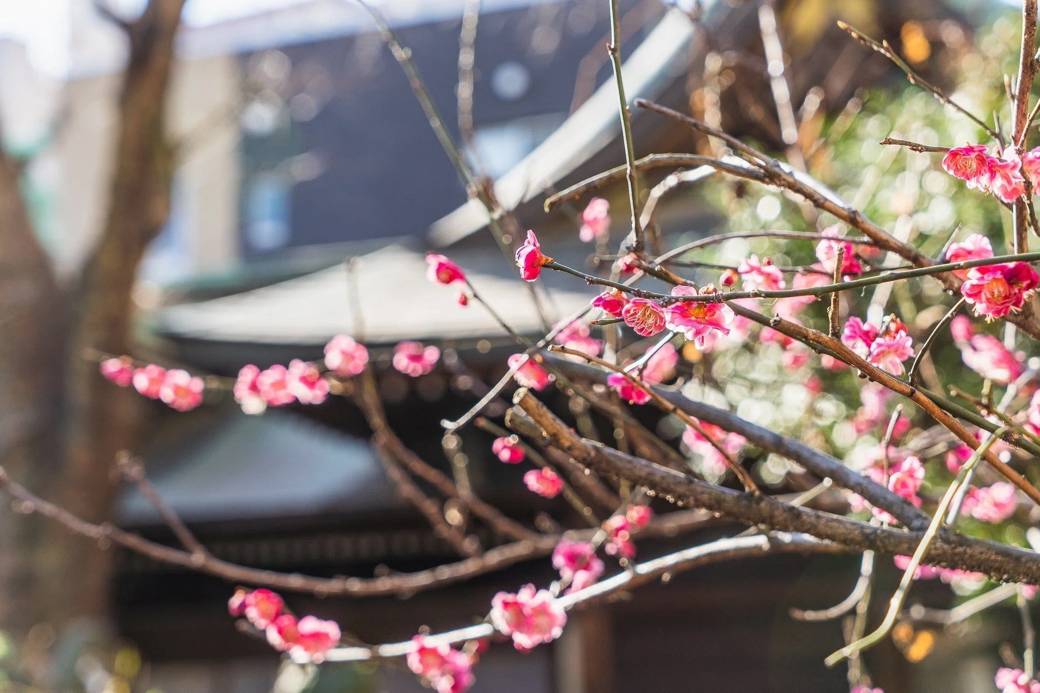 菅原道真公の、5歳で詠んだ歌が“エモ”過ぎた｜小野照崎神社