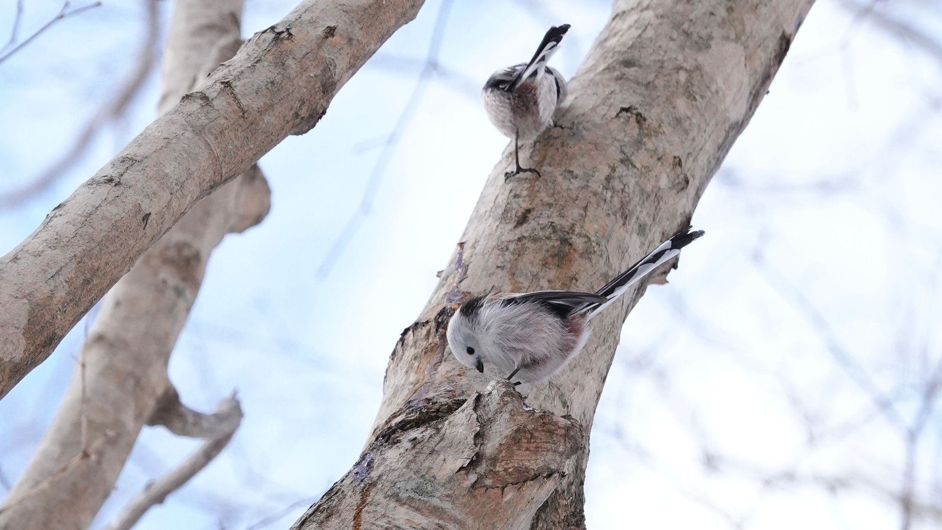見つけた！ シマエナガ｜やぶ悟空