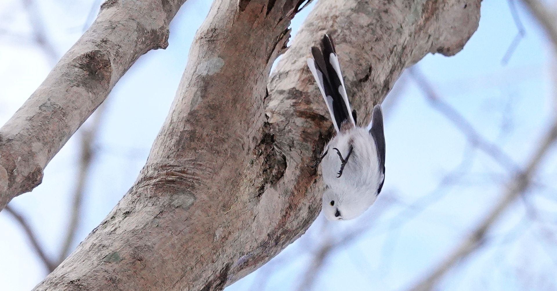 見つけた！ シマエナガ｜やぶ悟空