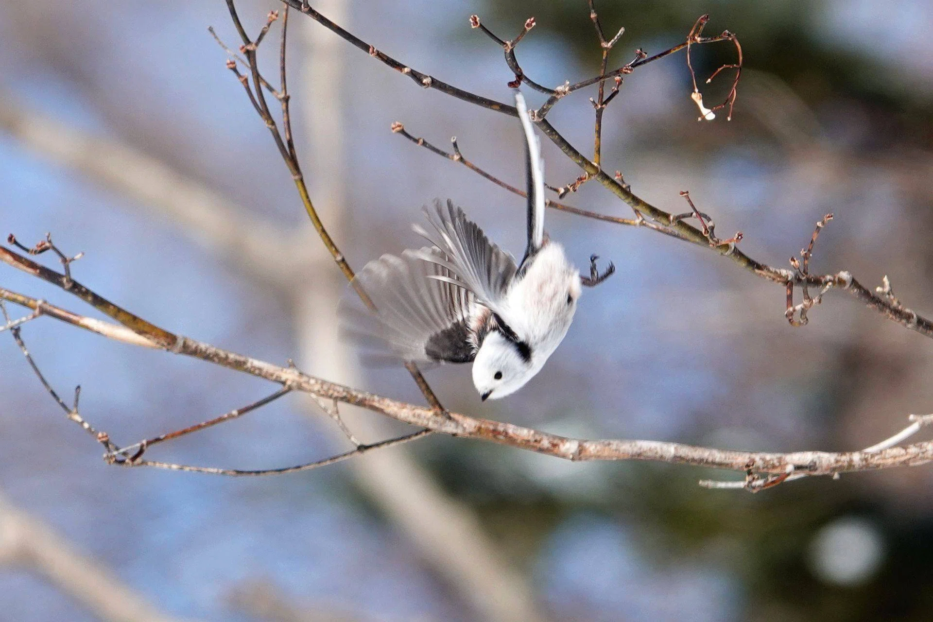 見つけた！ シマエナガ｜やぶ悟空