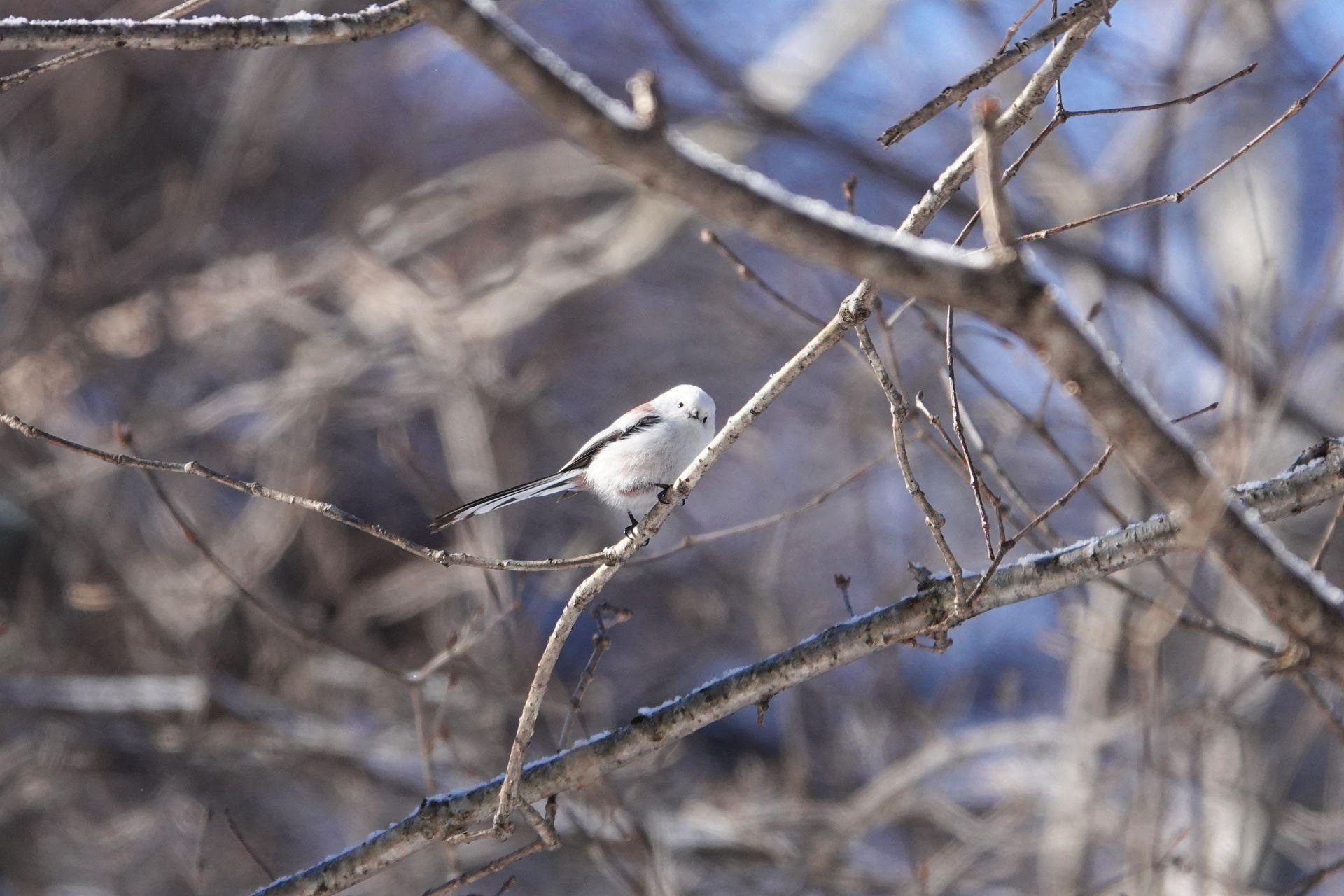 見つけた！ シマエナガ｜やぶ悟空