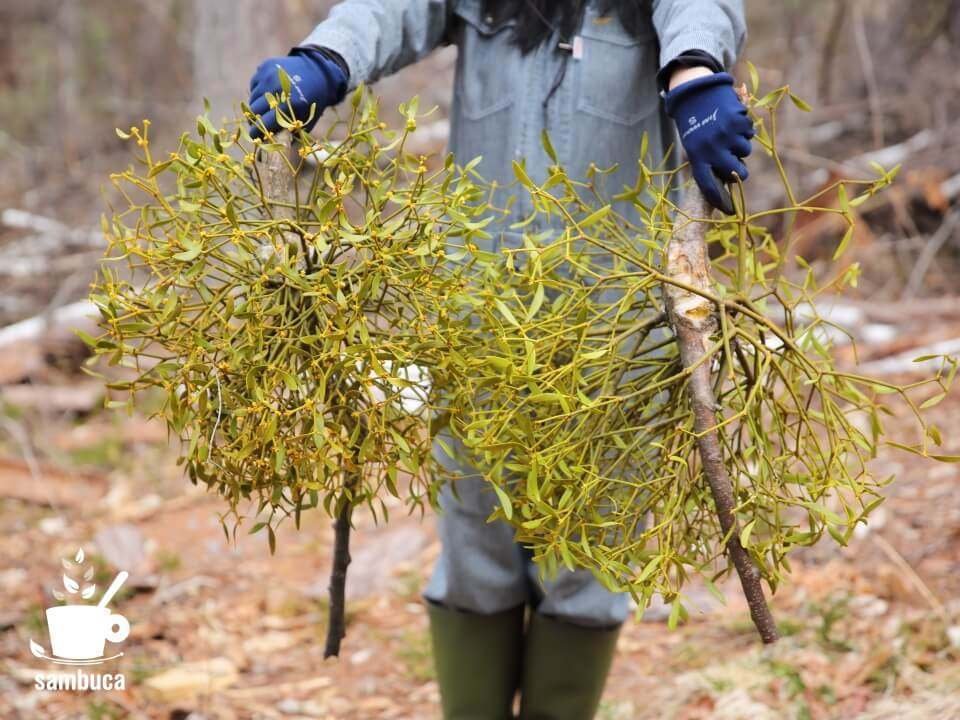 ヤドリギ 親木付き 北海道産 ヤドリギ 親木付き 黄色い実！ 北海道産
