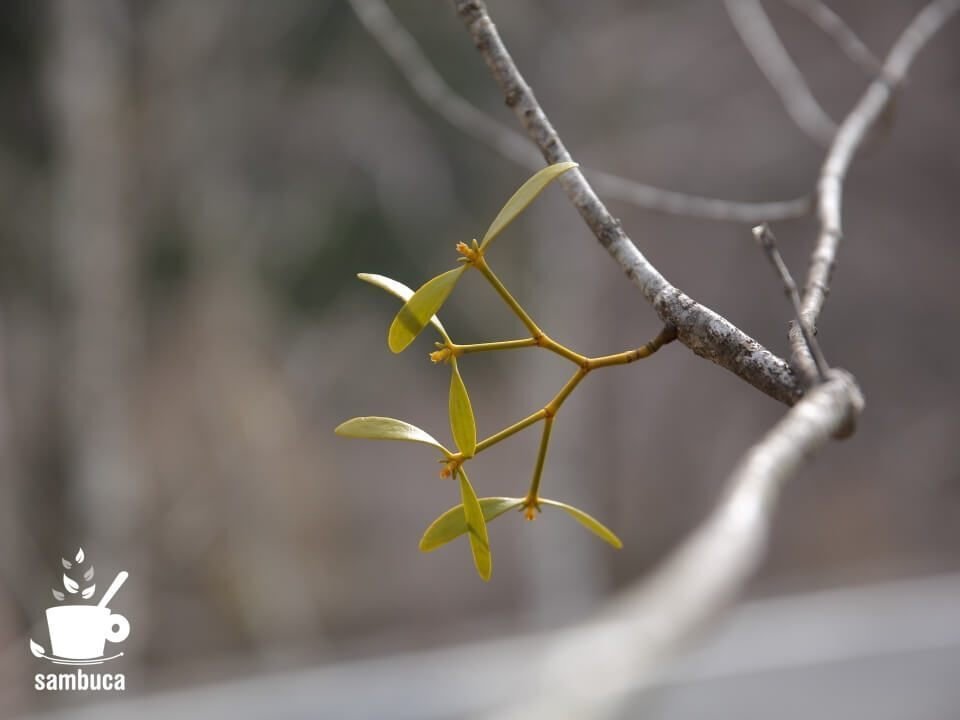 ヤドリギの3つの魅力 育てる事についての山暮らし的考察 ノンタン 信州 山暮らし Note ヤドリギの3つの魅力 育てる事についての山暮らし的考察 ノンタン 信州 山暮らし Note
