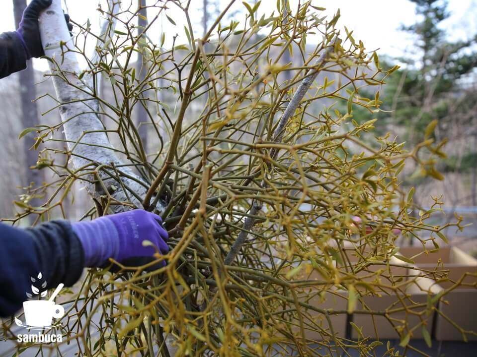 ヤドリギの3つの魅力 育てる事についての山暮らし的考察 ノンタン 信州 山暮らし Note ヤドリギの3つの魅力 育てる事についての山暮らし的考察 ノンタン 信州 山暮らし Note