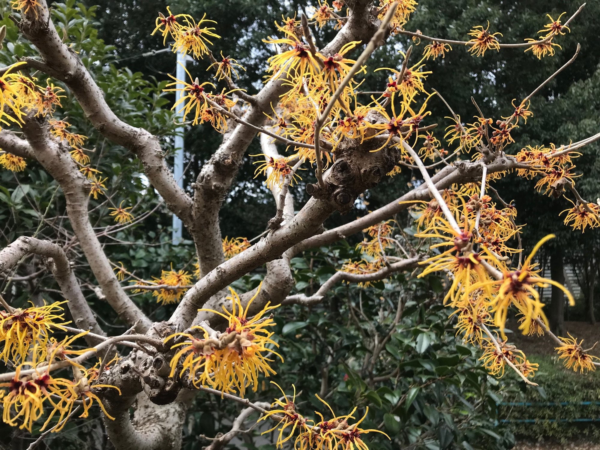 万作 マンサク の咲く頃 西野圭果 十六夜杯始まりました Note 万作 マンサク の咲く頃 西野圭果 十六夜杯始まりました Note