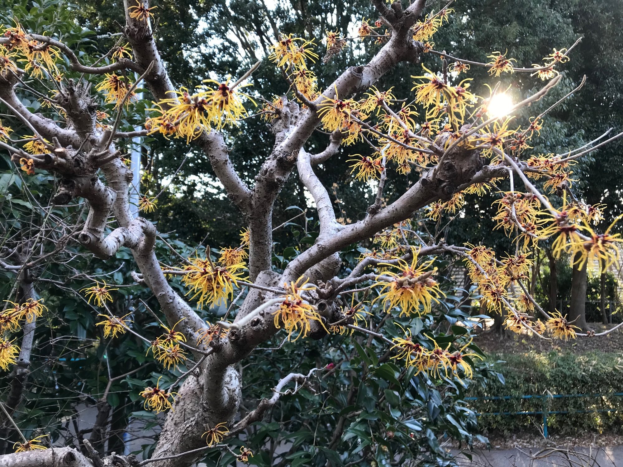 万作 マンサク の咲く頃 西野圭果 十六夜杯始まりました Note 万作 マンサク の咲く頃 西野圭果 十六夜杯始まりました Note