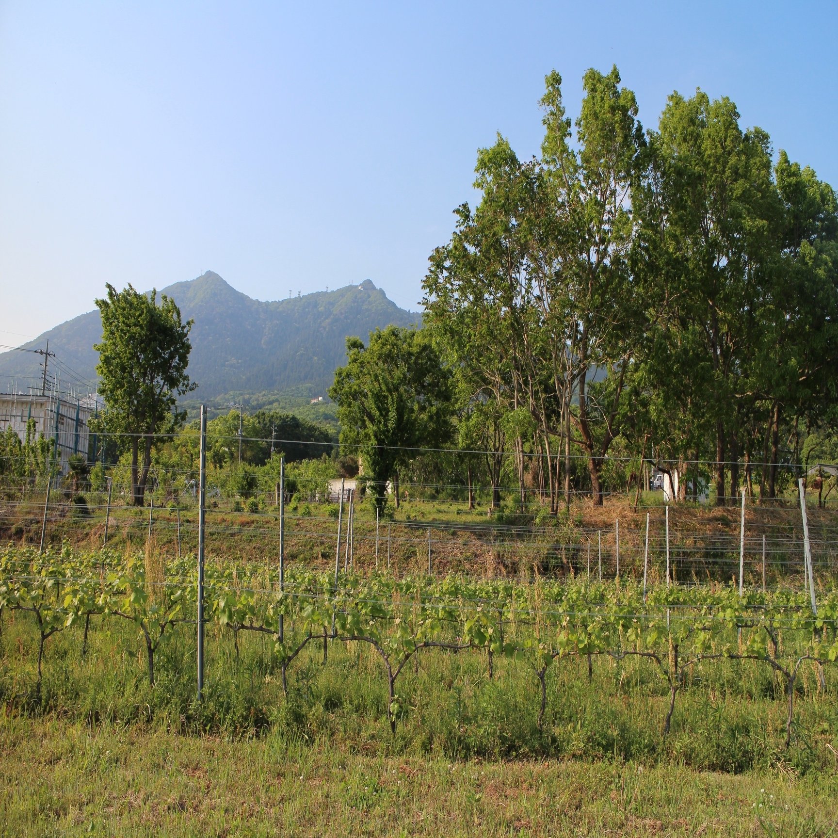 つくばワイン こうして私たちは つくばに引き寄せられた 茨城県公式 シェフと茨城