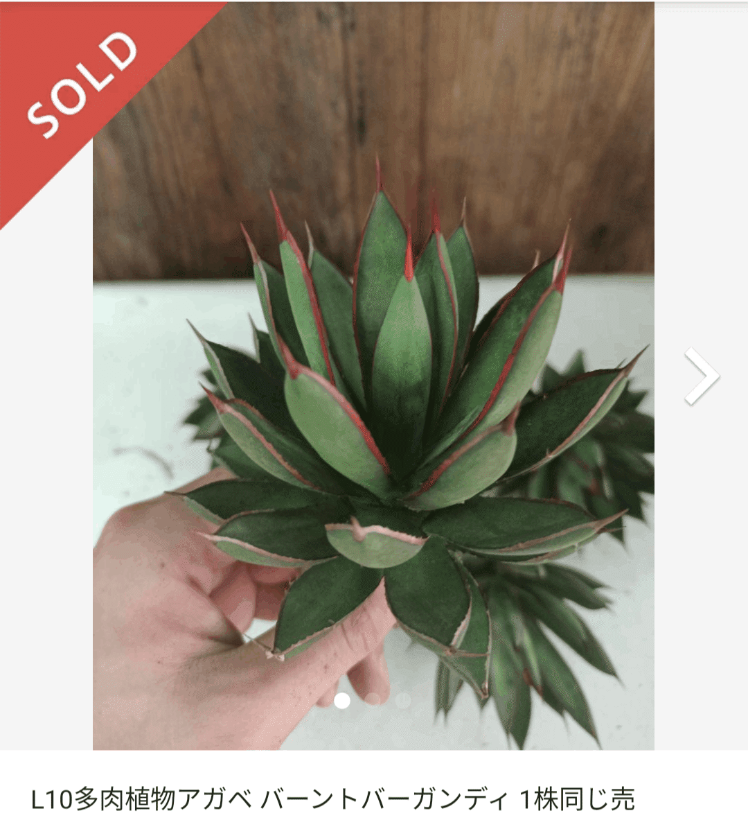 日本語が怪しい出品者からアガベ・バーントバーガンディ買ってみた