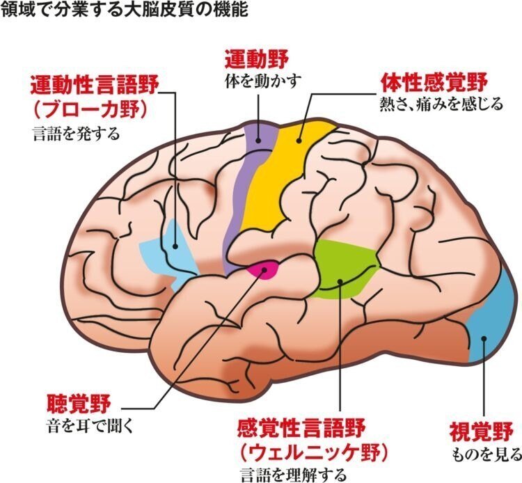 心理学検定キーワード第6章【神経・生理】6.5（脳の構造と機能⑤：大脳