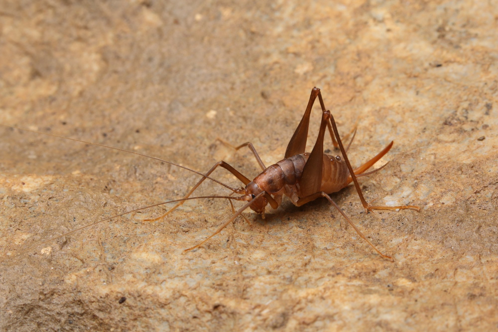 第1回 陸にもあった 深海生物の世界 ブンイチ 文一総合出版 Note 第1回 陸にもあった 深海生物の世界 ブンイチ 文一総合出版 Note