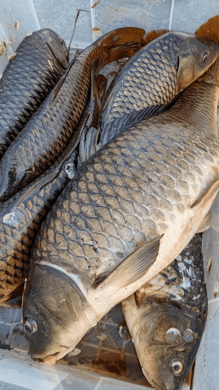 鯉の追い込み漁 コイ料理 自然に恋する人々 マツダミキヲ 料理人 Note 鯉の追い込み漁 コイ料理 自然に恋する人々 マツダミキヲ 料理人 Note