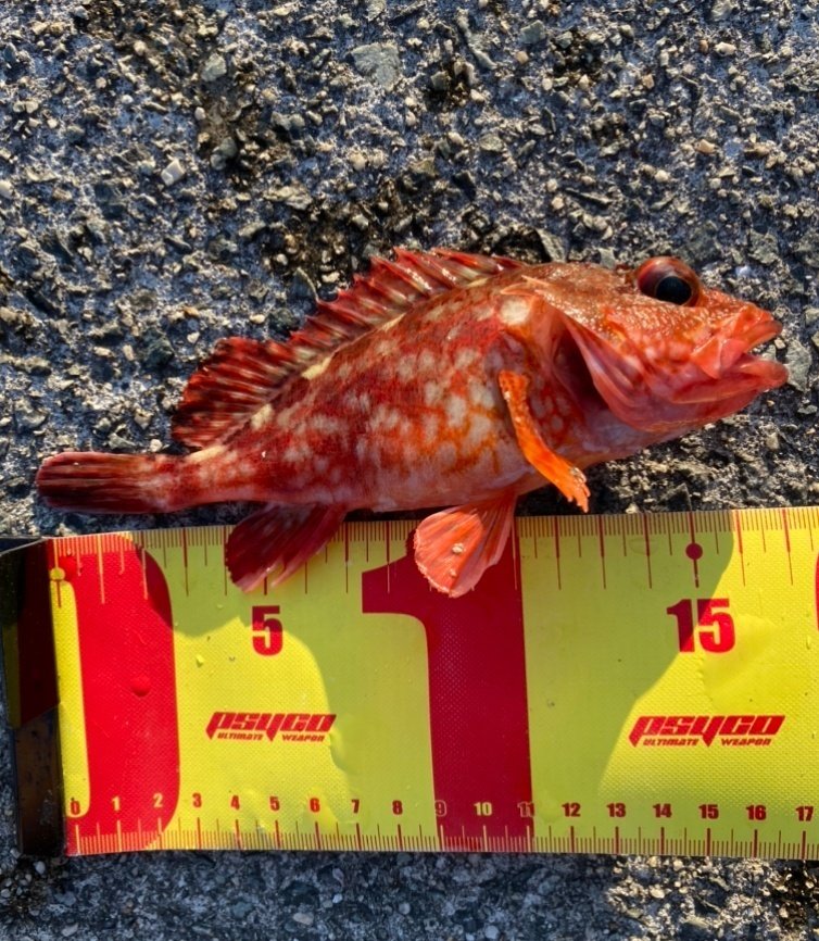 夜釣りで釣れる基本的な魚６選 夜は大物のすみかなのか 龍キング 釣り Note