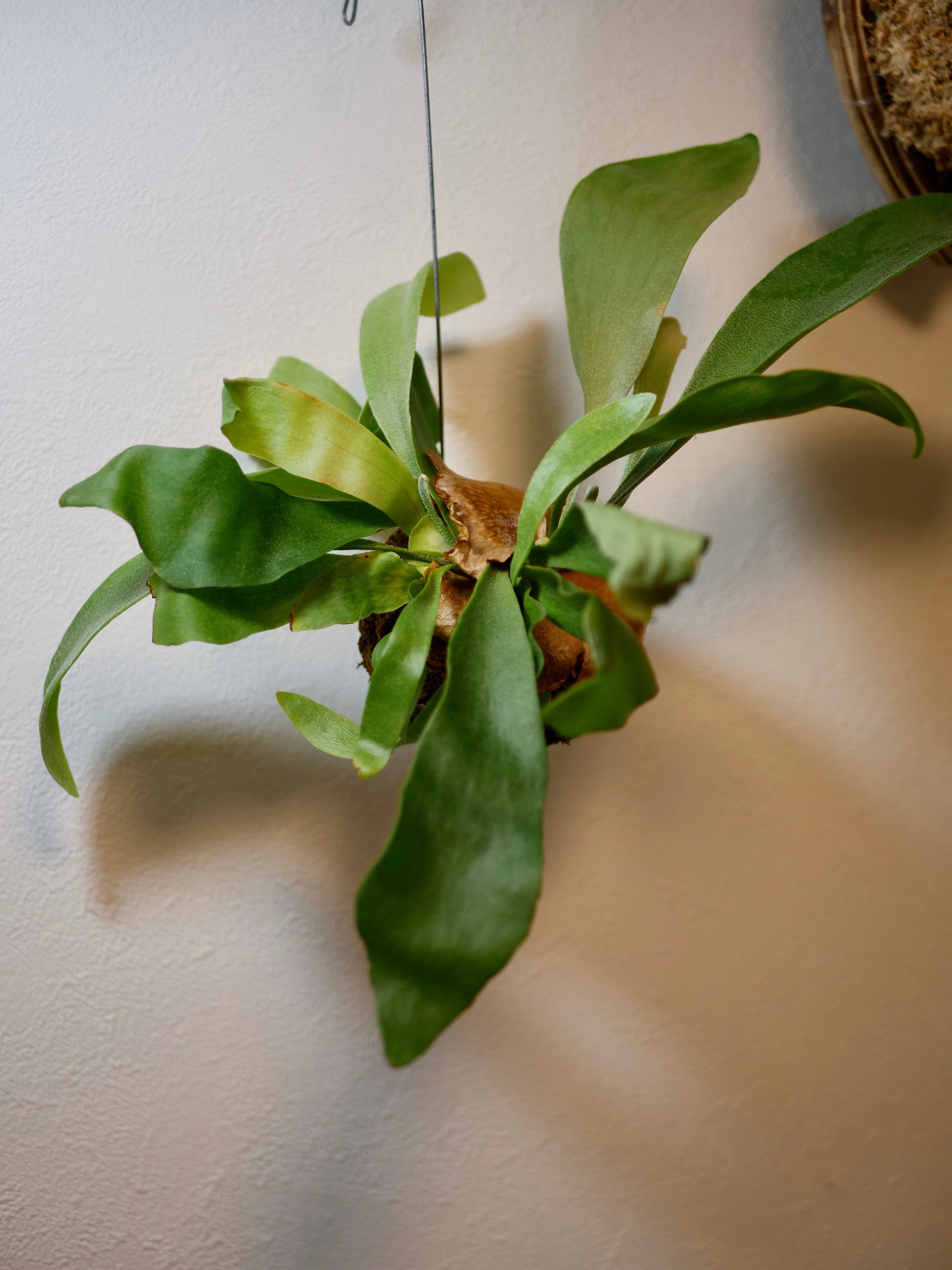 楽天市場】(現品) コウモリラン hillii catum (Fern siam) (No