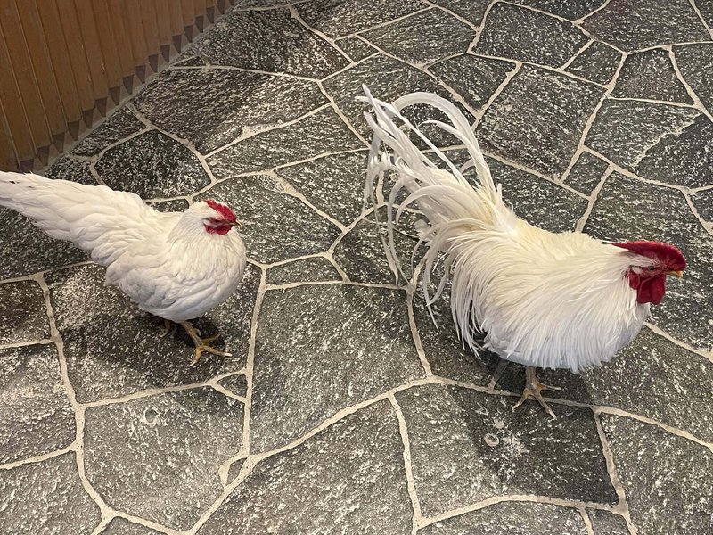 昨日は、伊勢神宮にお参りに。参集所にはすばらしく見事な（羽）毛並み（？）の鶏が。神の使い？？？