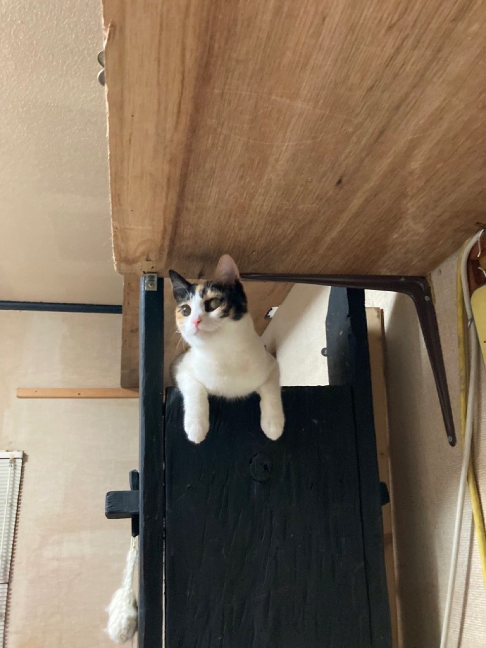 自由気ままな生活 古都里の猫 Note