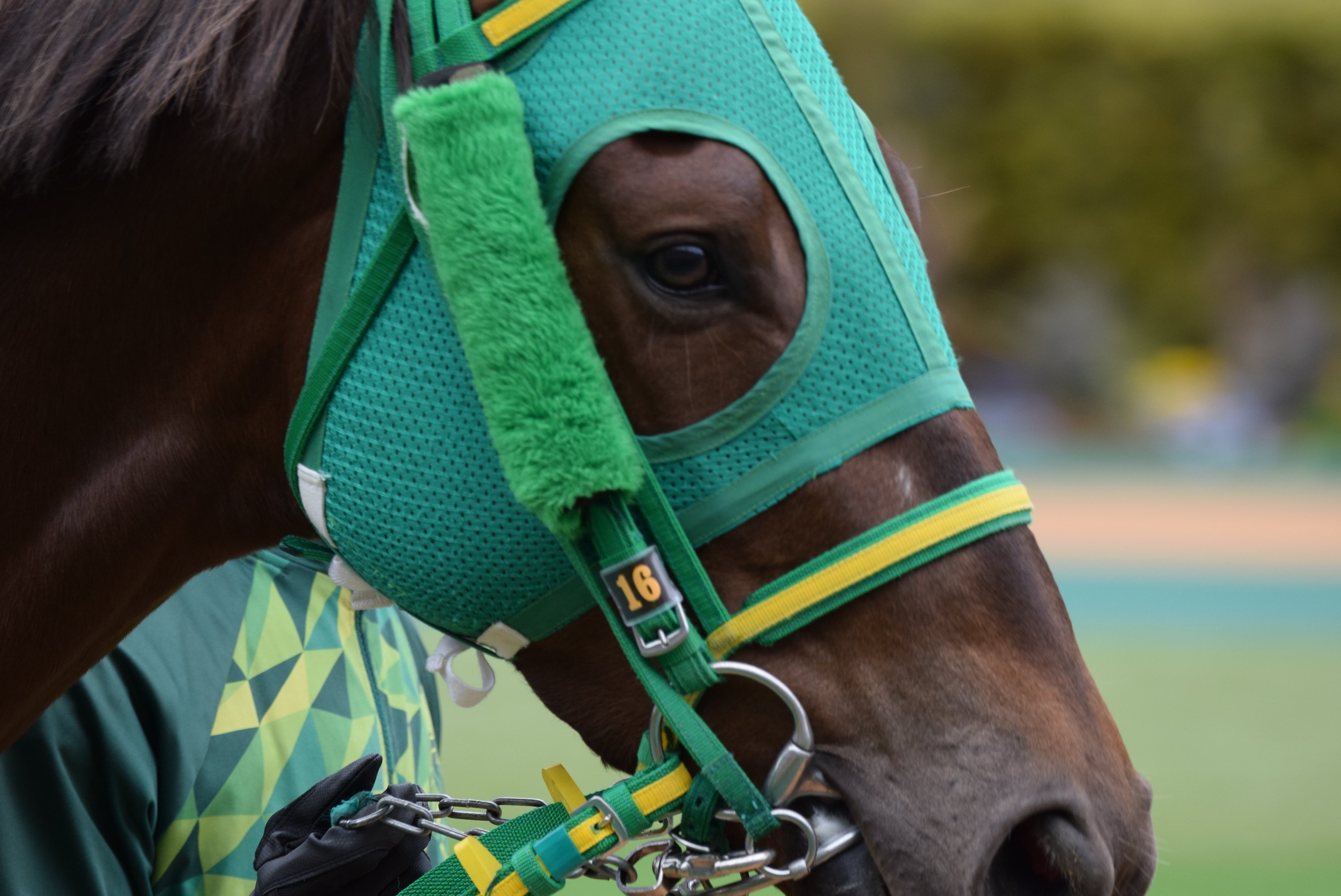 東京競馬場の風景 みんなのフォトギャラリー素材用 馳走 はせ はしる Note