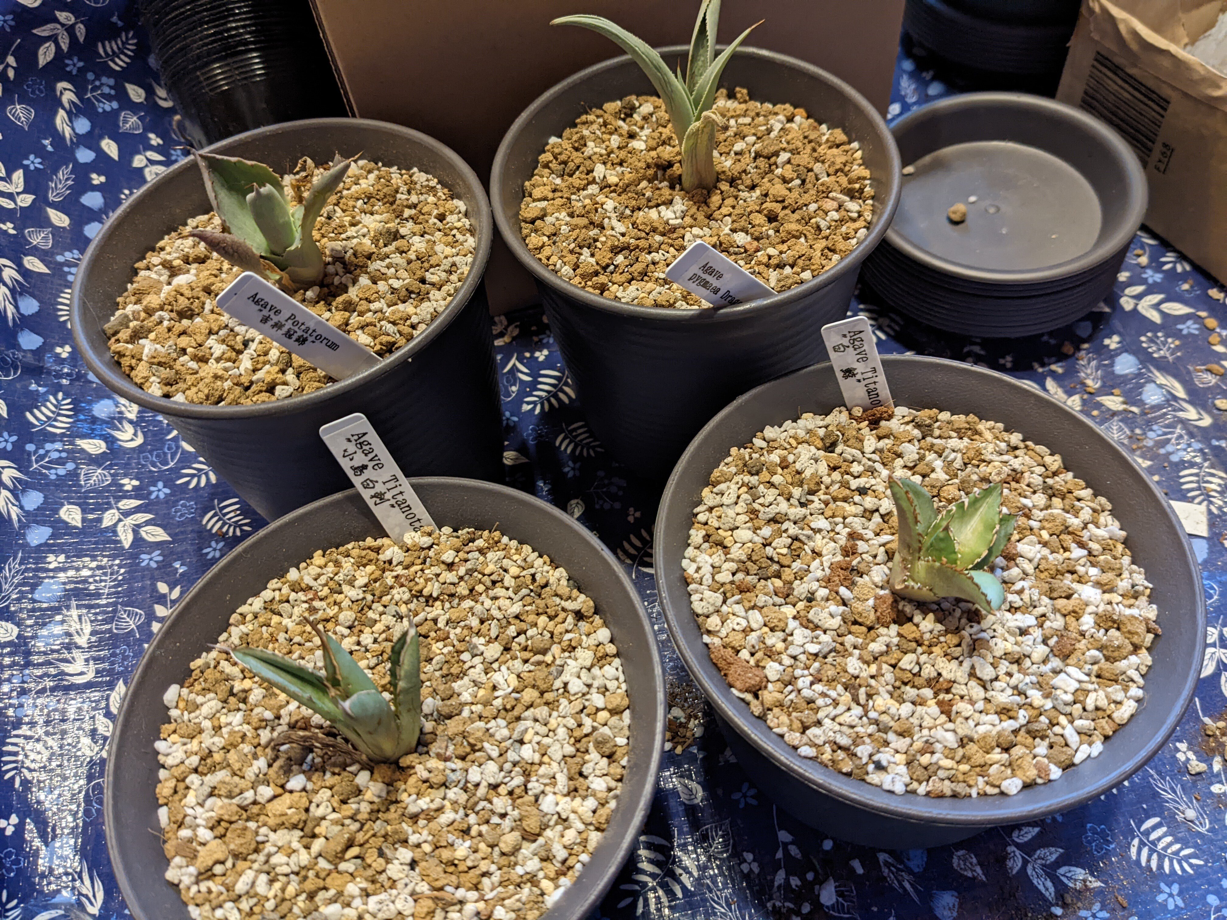 疑問】アガベは大きい鉢に入れると徒長しやすい？｜うめすけ / 多肉