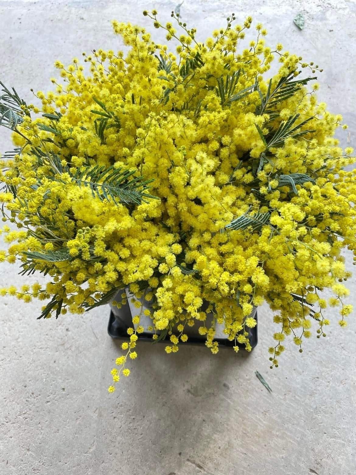 ミモザの花粉は大丈夫らしい るいまま Note